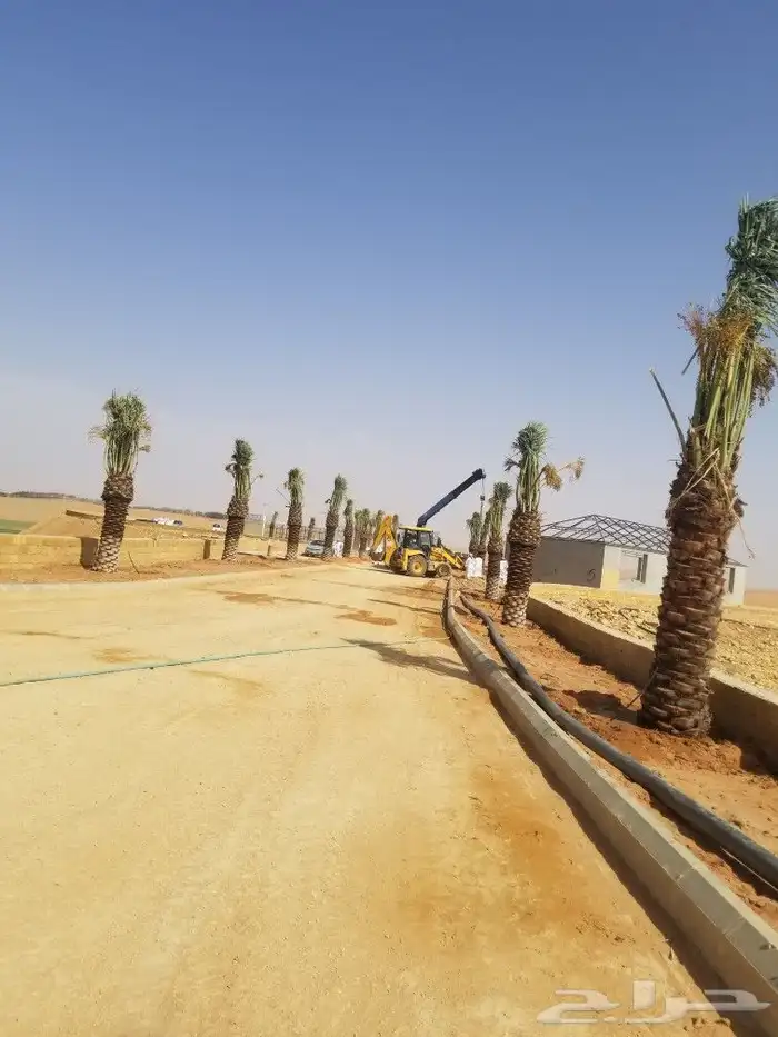 نخل اخلاص وبرحي 0