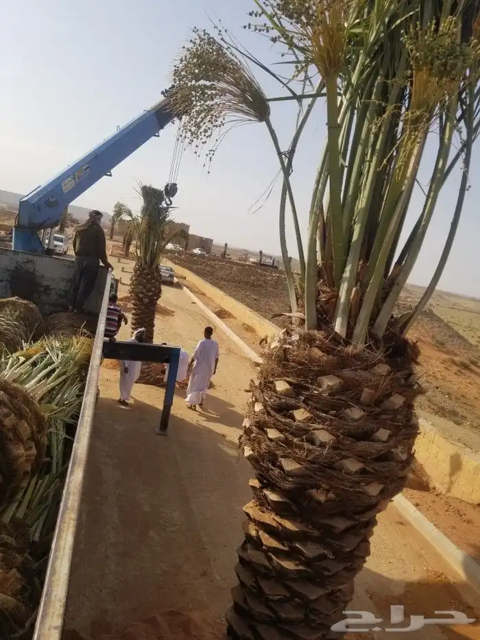 نخل اخلاص وبرحي 1