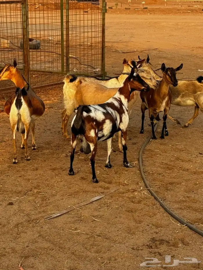 ماعز لون الصيد د ف ع ع ولادة 6