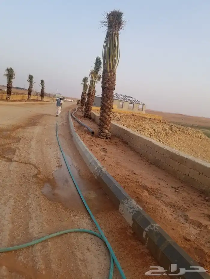 نخل اخلاص وبرحي 4