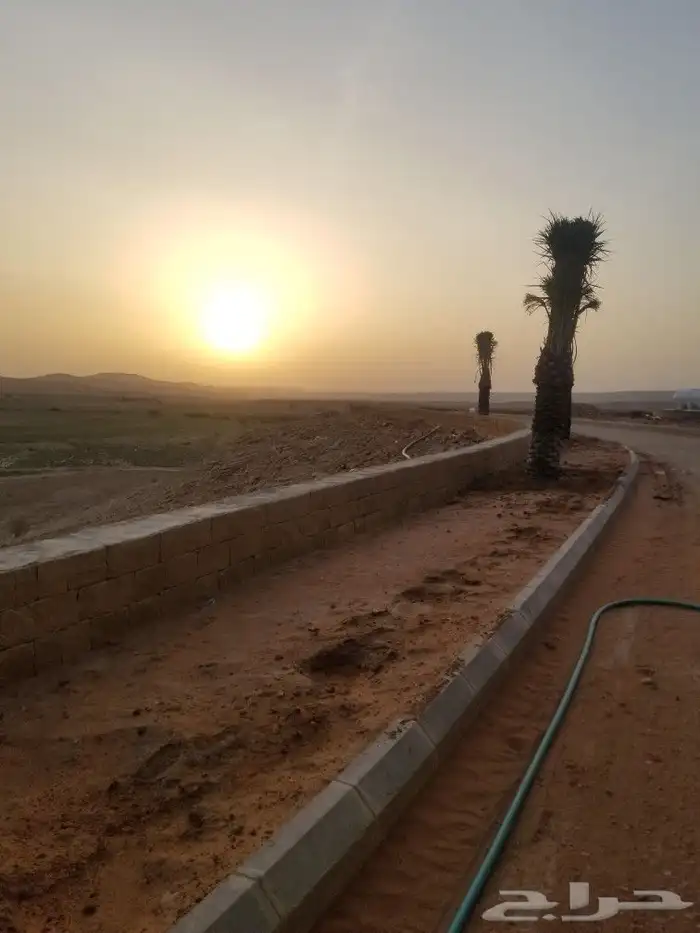 نخل اخلاص وبرحي 5