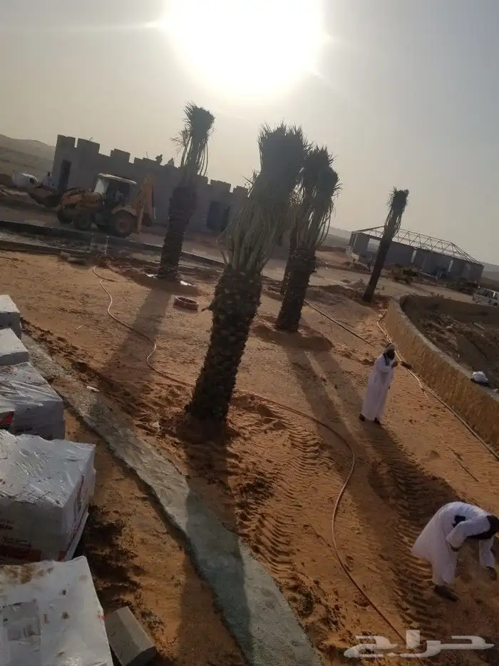 نخل اخلاص وبرحي 3