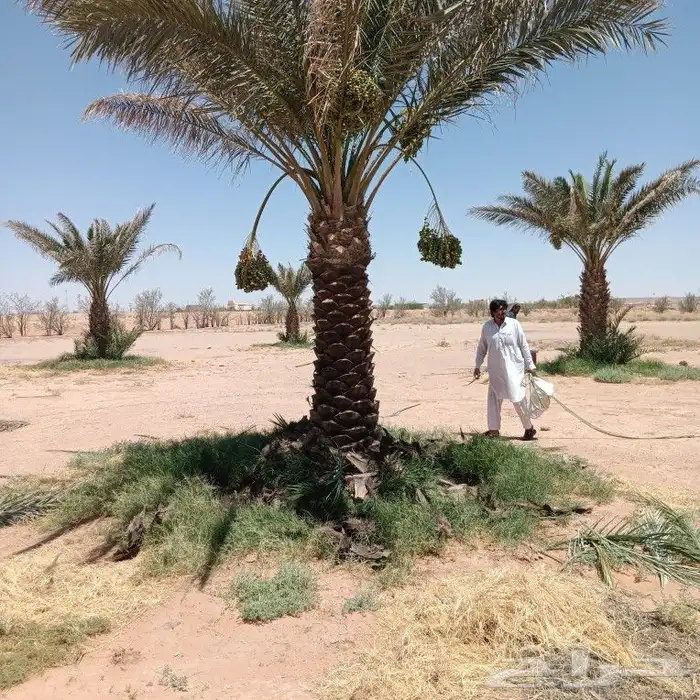 يوجد لدينا جميع انواع النخيل العربي والزؤنه 5