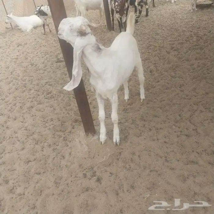 تيوس مناسبات عقيقة 0
