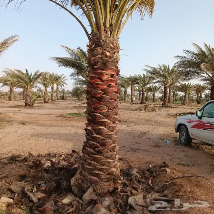 يوجد لدينا جميع انواع النخيل العربي والزؤنه 7