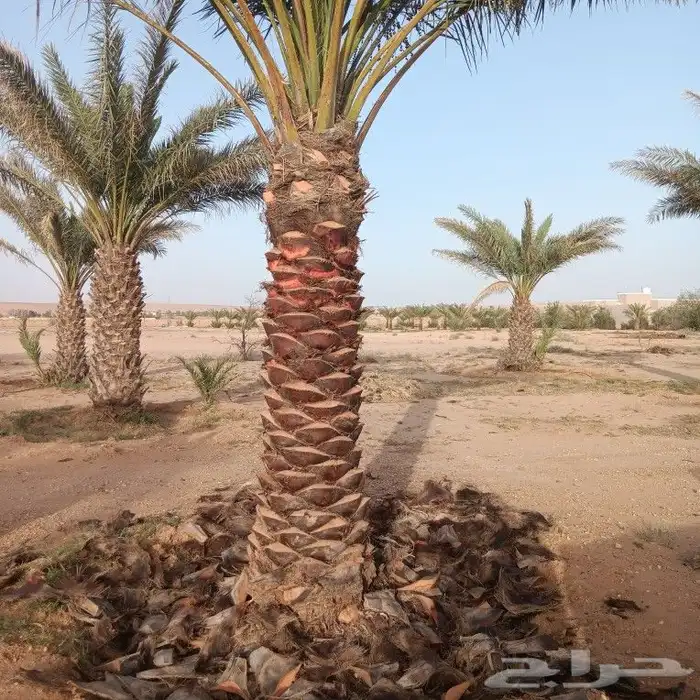 يوجد لدينا جميع انواع النخيل العربي والزؤنه 8