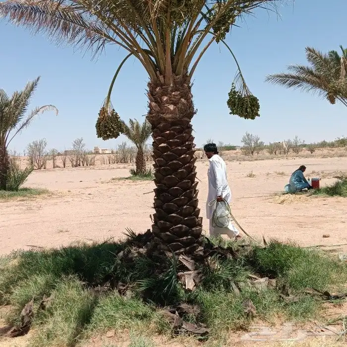 يوجد لدينا جميع انواع النخيل العربي والزؤنه 6