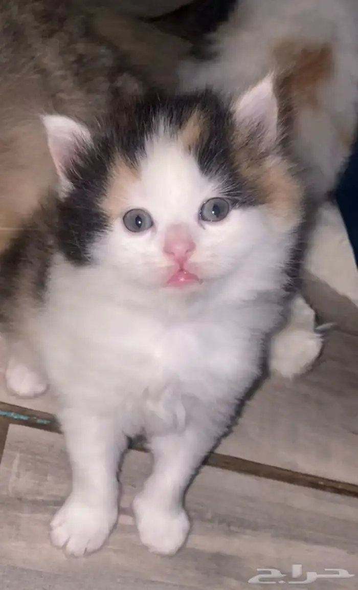 قطط شيرازي صغيره ولطيفه للبيع 200 0