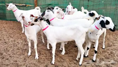 جفار بيشيه منوة تم الببع 8