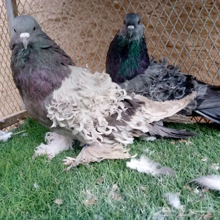 مفتل حجم ومستوي منتج 0