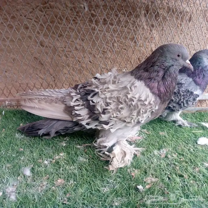 مفتل حجم ومستوي منتج 2