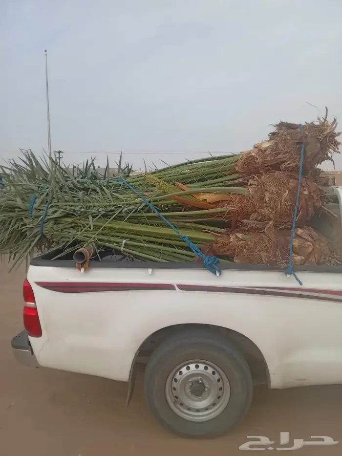 يتوفر لدينا جميع انواع انخيل عربي ونخيل وشنطني 0