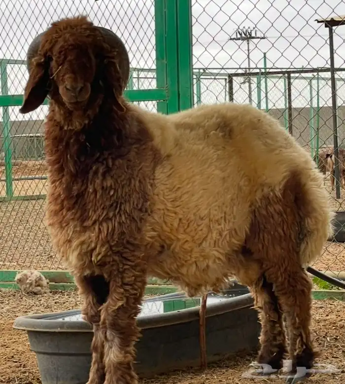 خروف نعيمي( مشروع فحل)  تم البيع 3