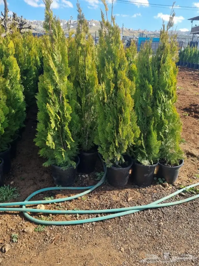 ريتون اشجار مثمرة ومعمرة 4