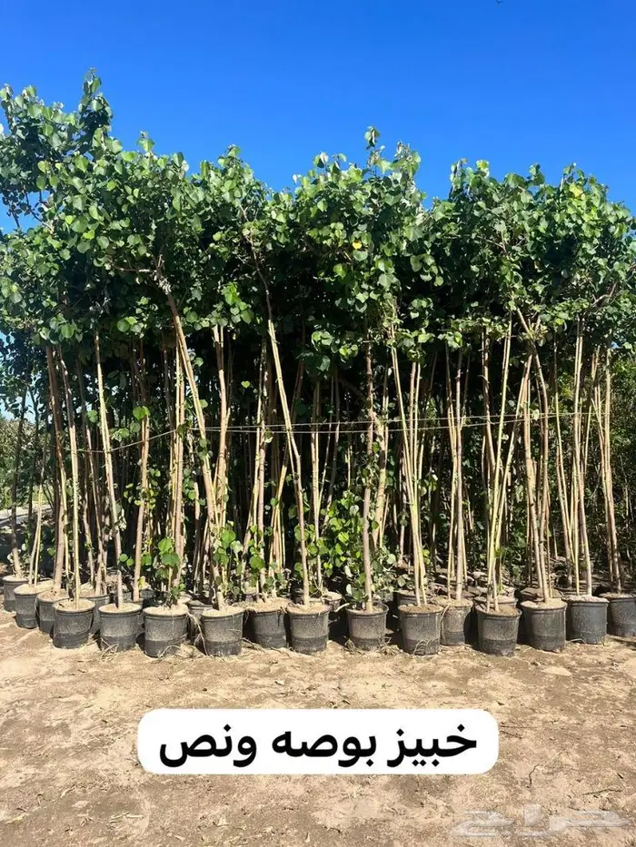 ريتون اشجار مثمرة ومعمرة 5