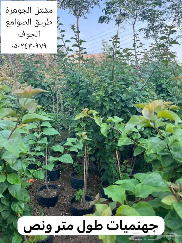 ريتون اشجار مثمرة ومعمرة 6