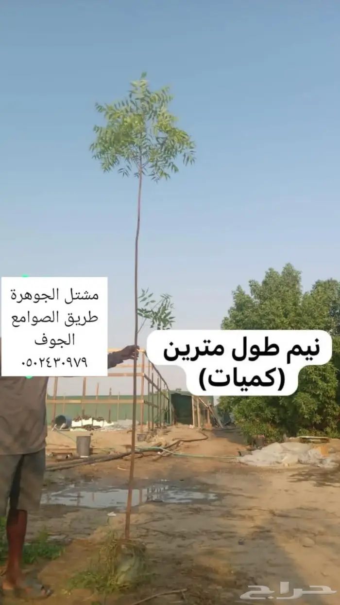 ريتون اشجار مثمرة ومعمرة 7