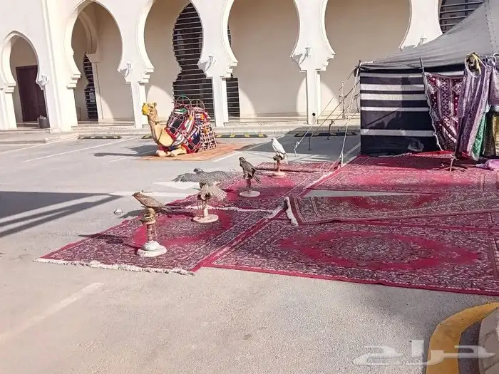 خيول وجمال للايجار 9