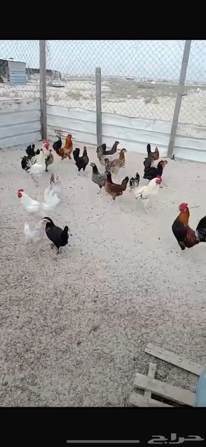 للبيع دجاج بياض بلدي 0