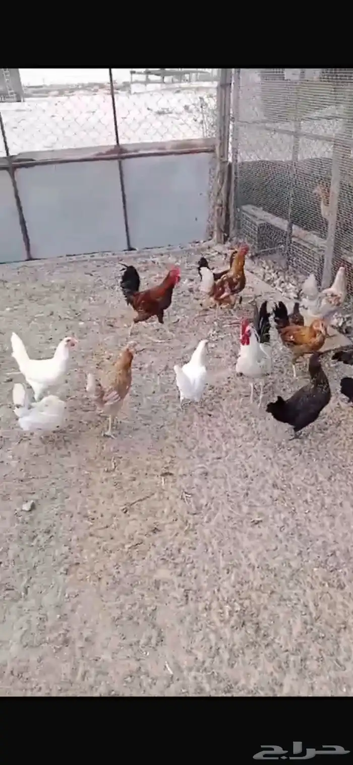 للبيع دجاج بياض بلدي 2