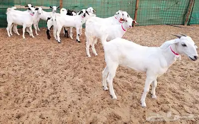 جفار بيشيه منوة تم الببع 7