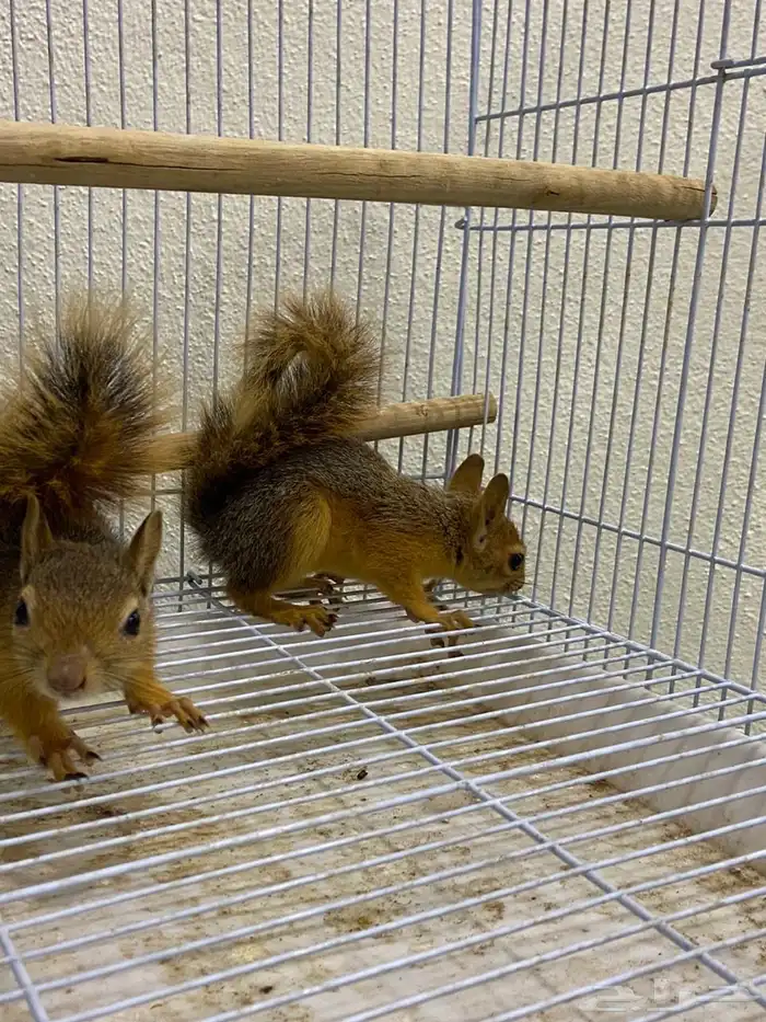 سناجب سوريه 5