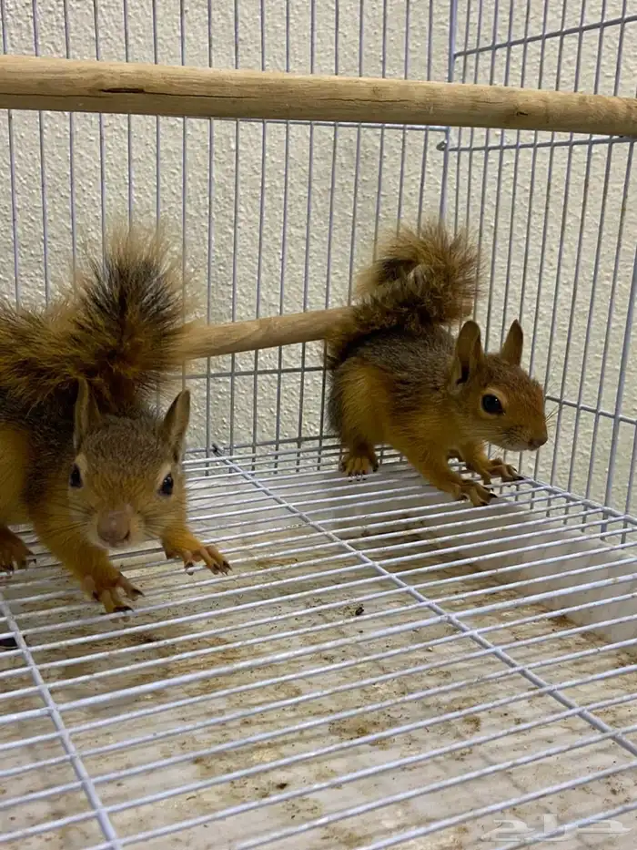 سناجب سوريه 6