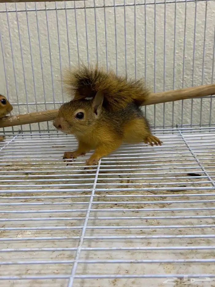 سناجب سوريه 3