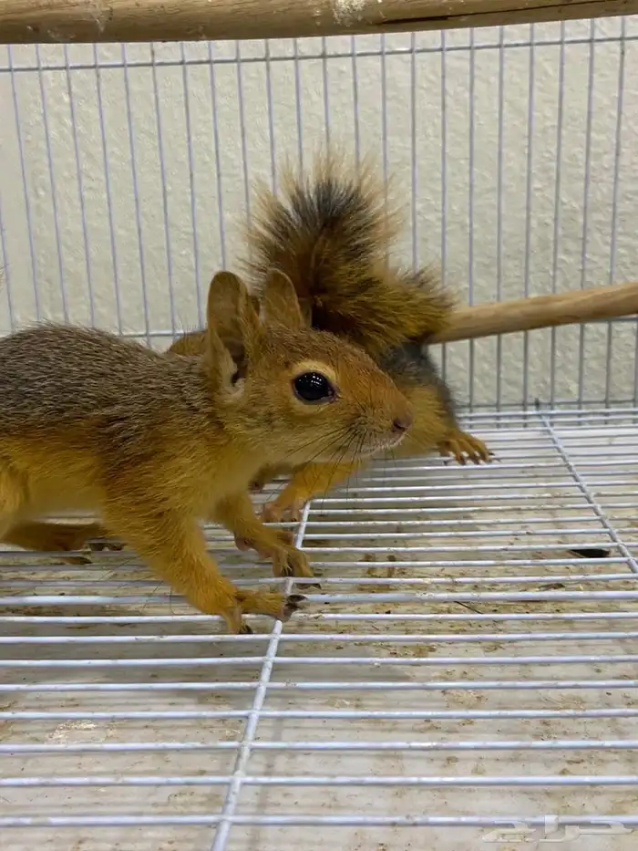 سناجب سوريه 0