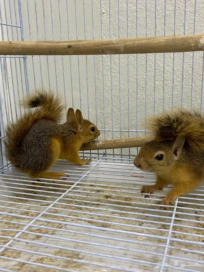 سناجب سوريه 4