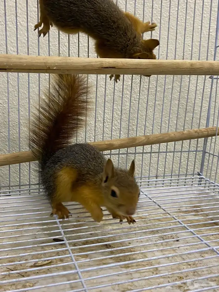 سناجب سوريه 7