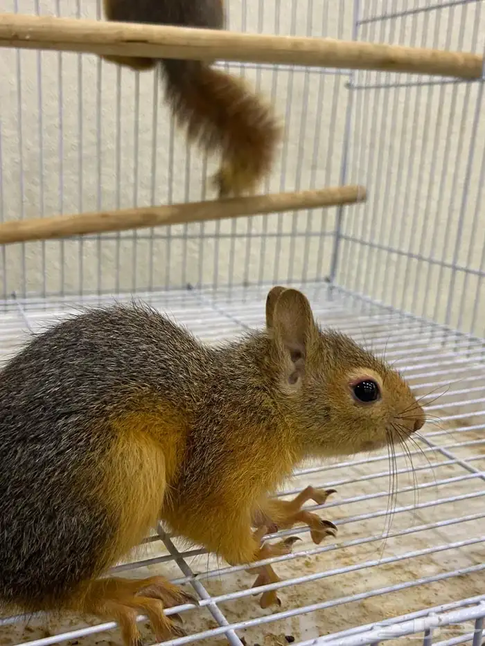 سناجب سوريه 2