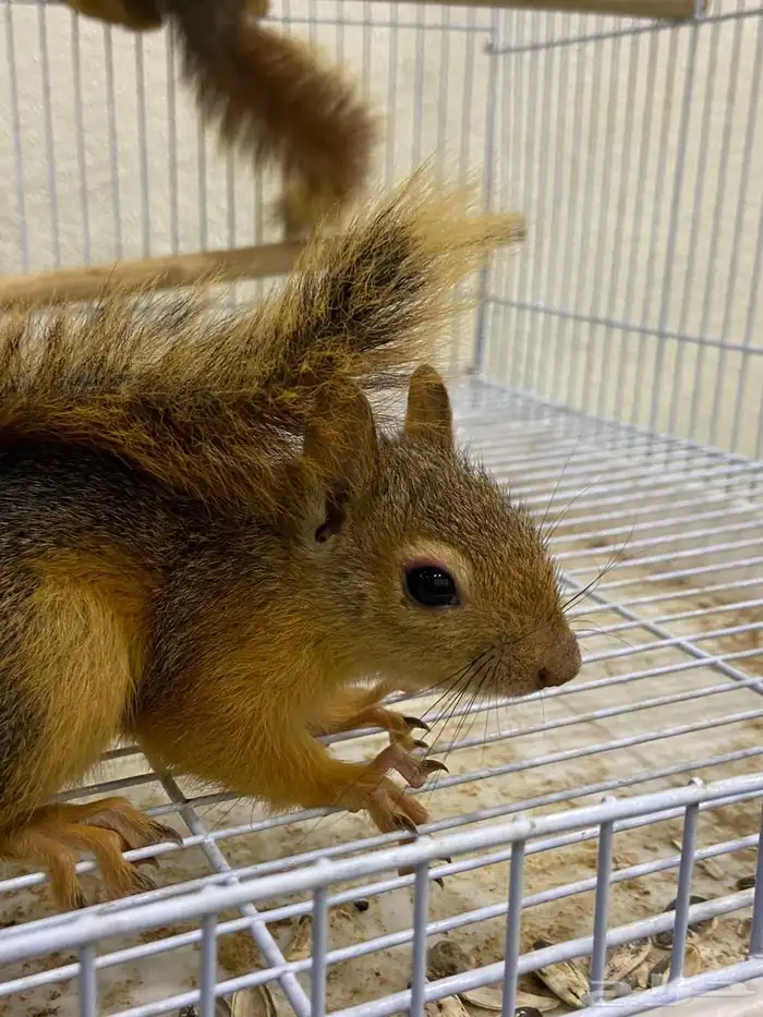 سناجب سوريه 1