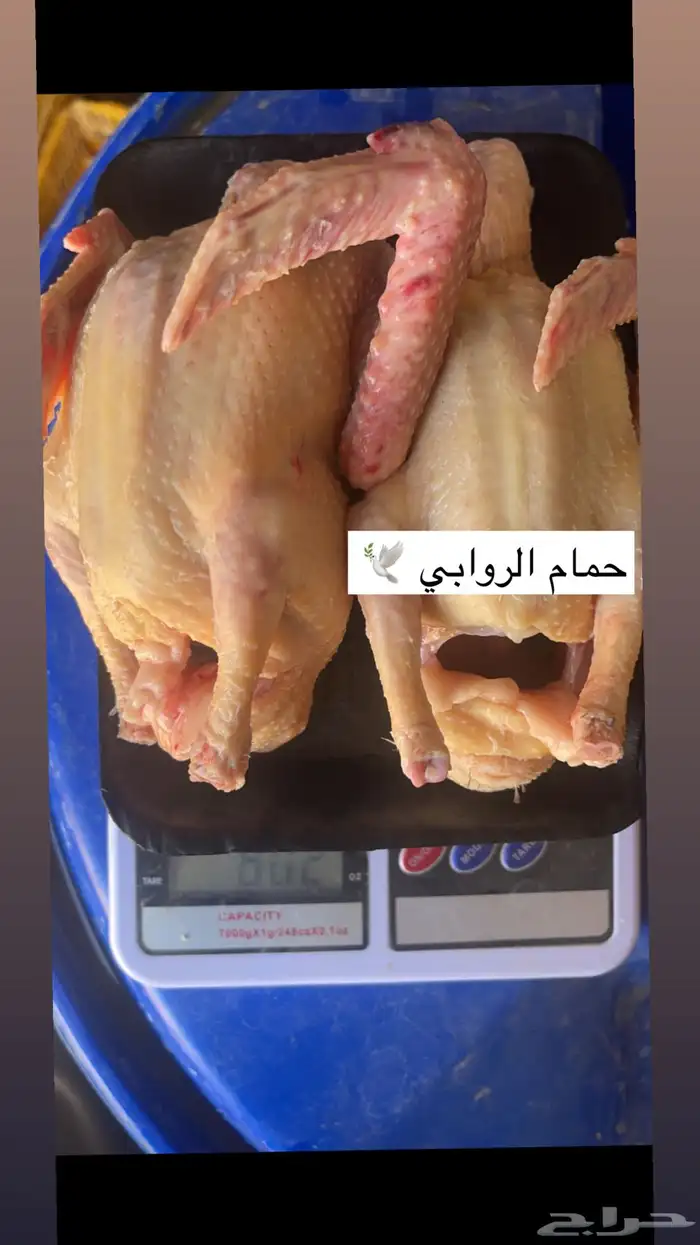 حمام فرنسيي 5