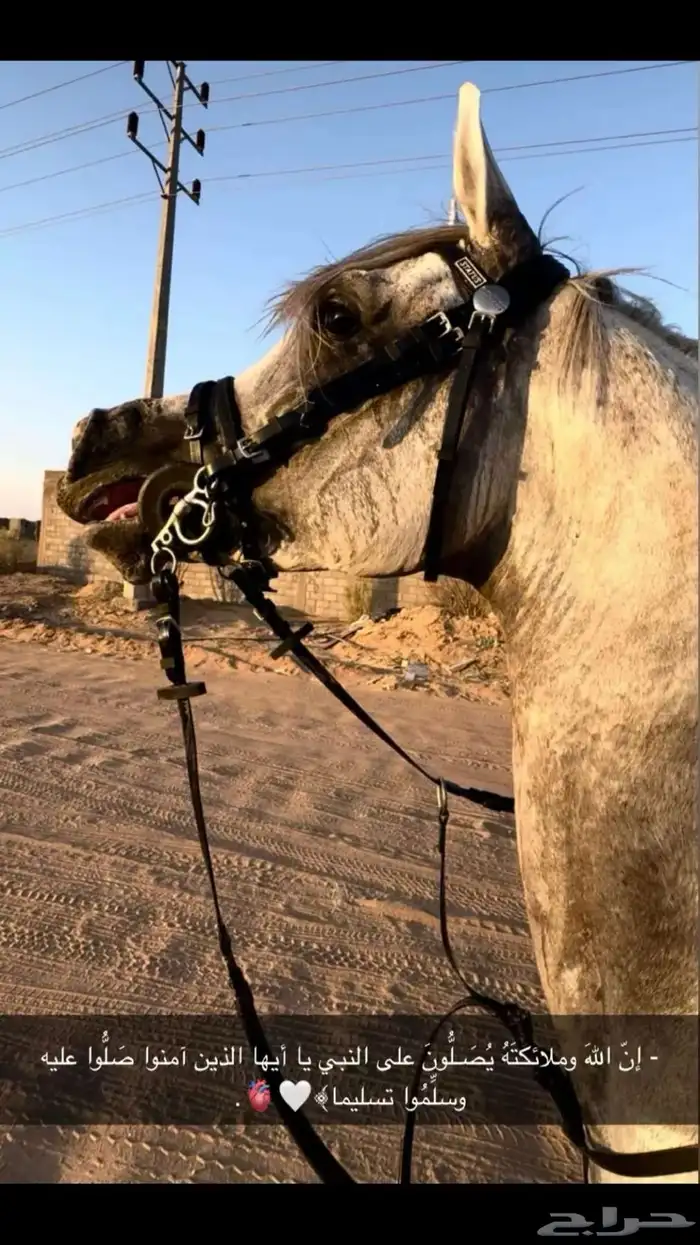 مربط نور الظبي موقع مميز عن إيواء وفتامنات تسمين 0