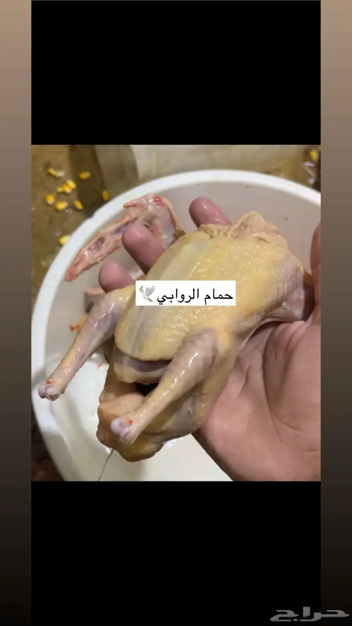 حمام فرنسي 4