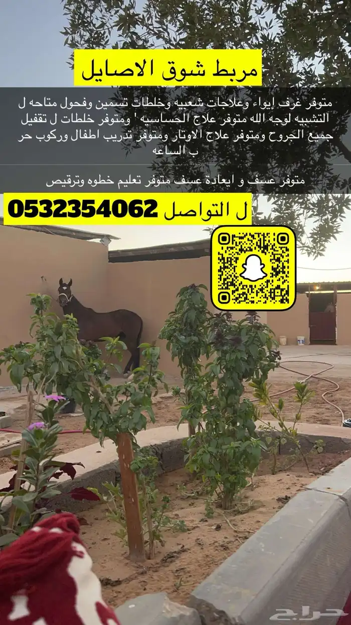 مربط نور الظبي موقع مميز عن إيواء وفتامنات تسمين 2