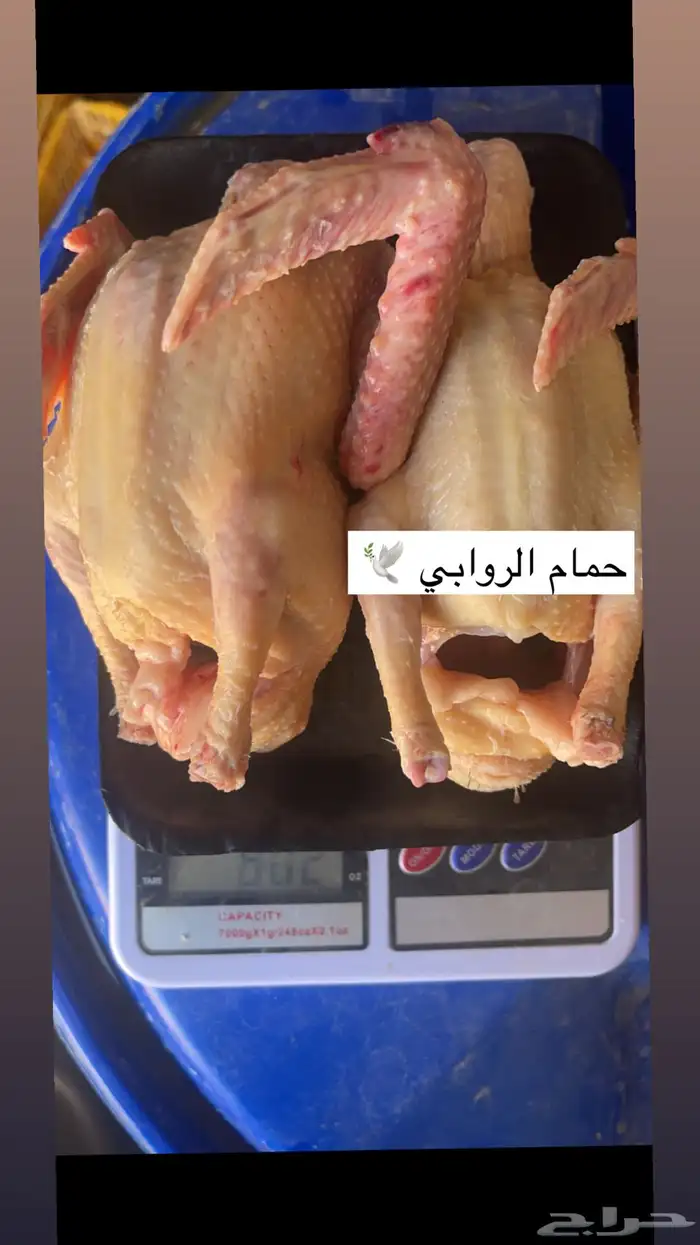 حمام سوبر جامبو 4