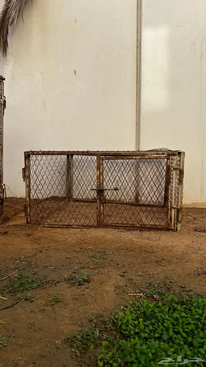 شبك 1