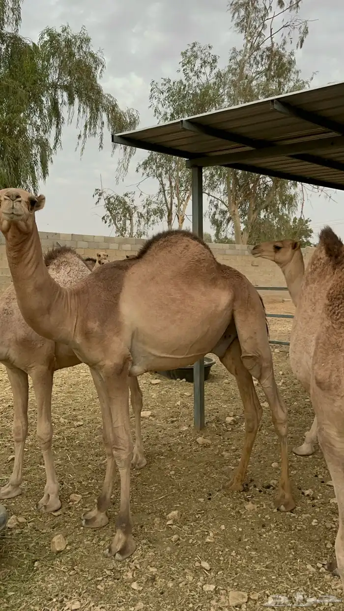 حشو مستورد 2