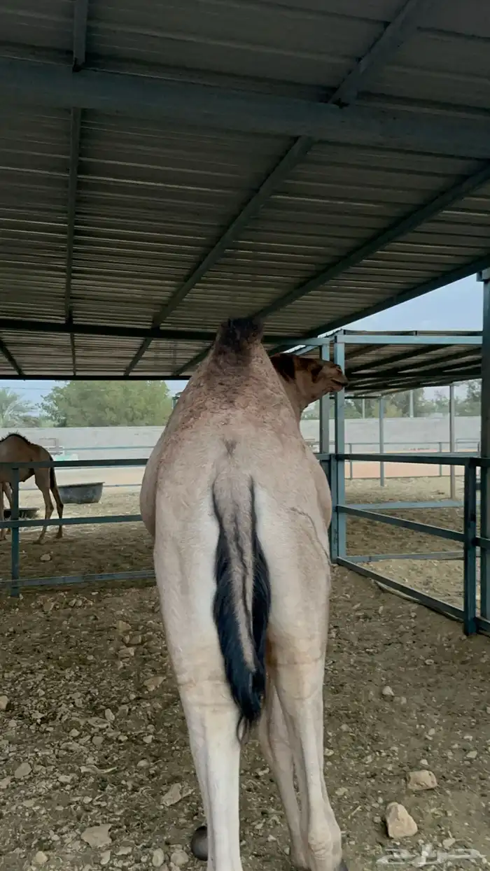 حشو مستورد 0