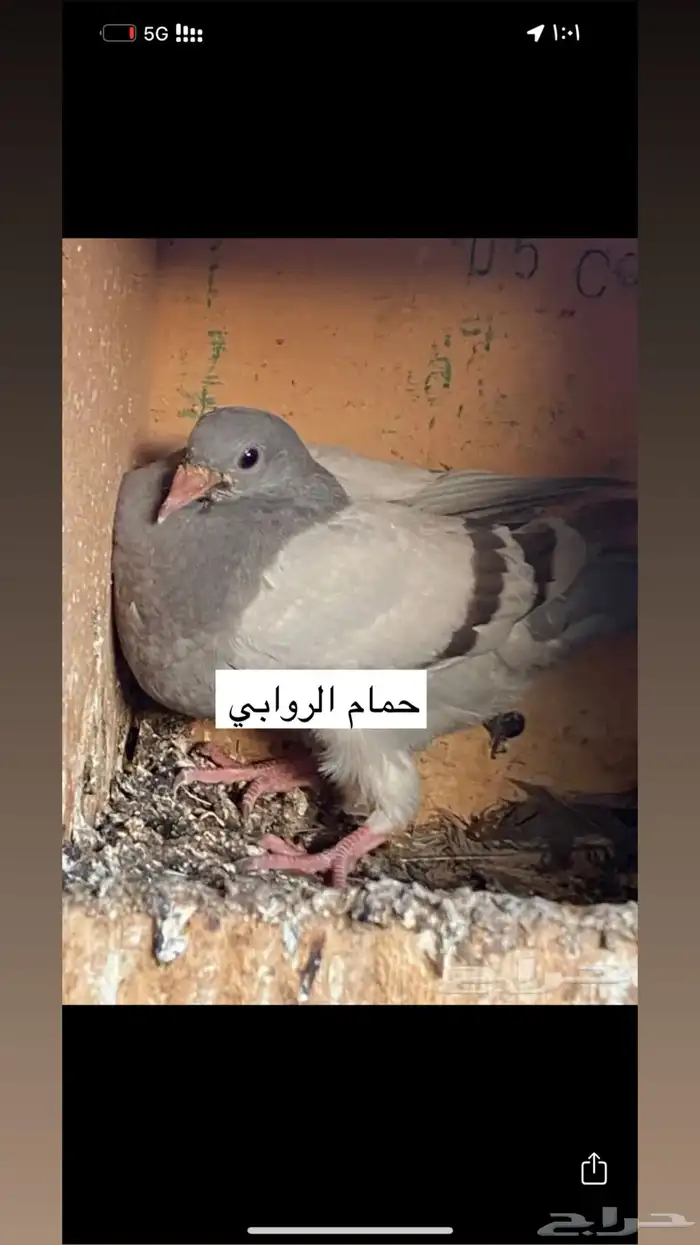 حمام لاحم 0