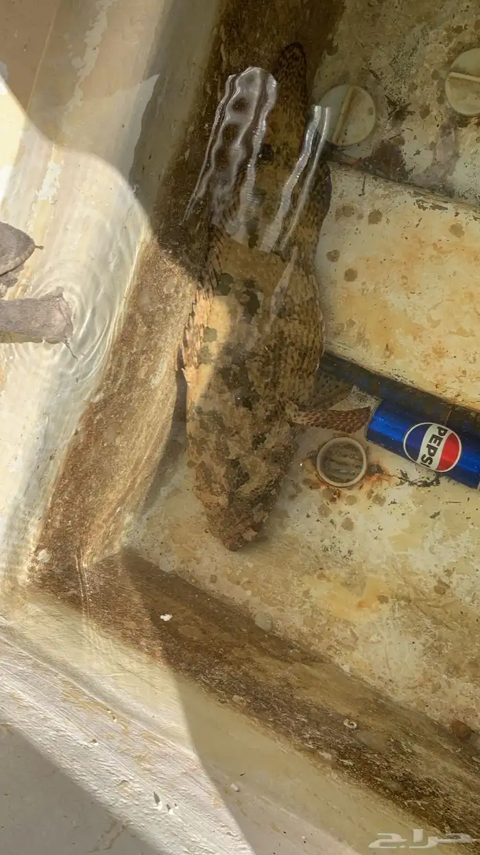 رحلات بحرية 7