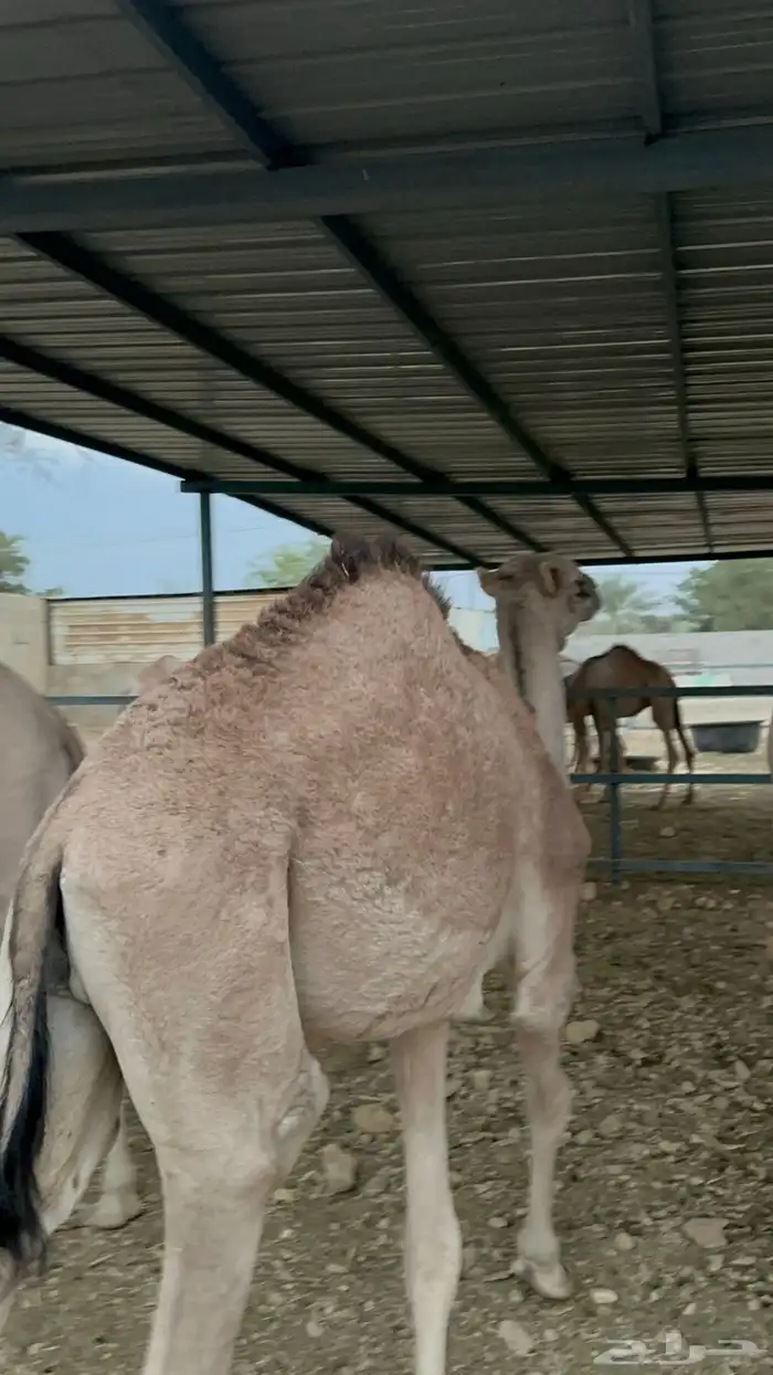 حشو مستورد 1