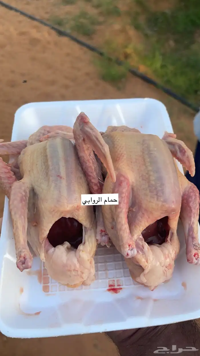حمام فرنسيي 1