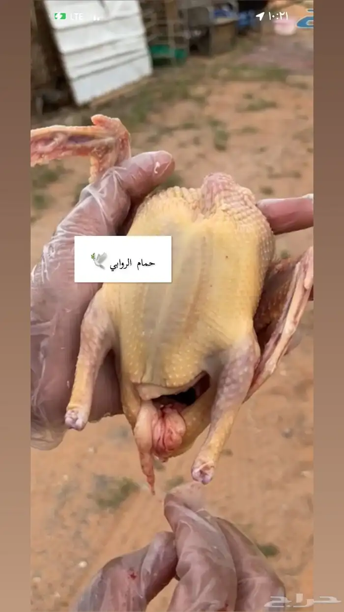 حمام لاحم 4