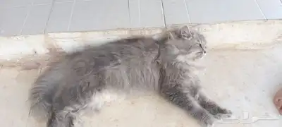 بسه لل تبني 1