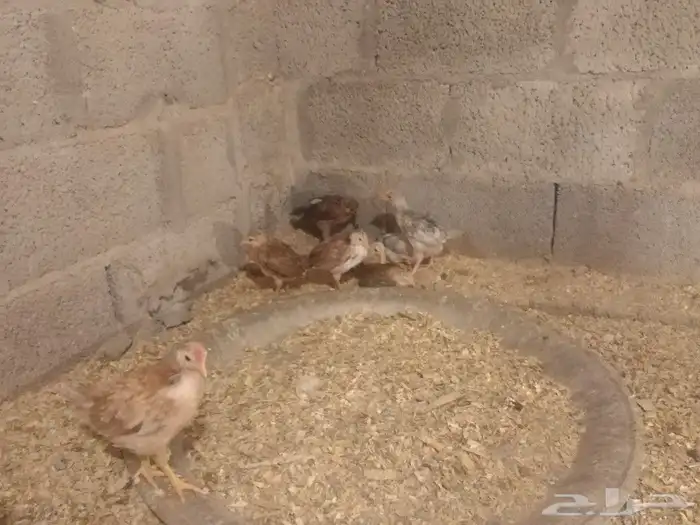 صوص بلدي عمر شهرين 4