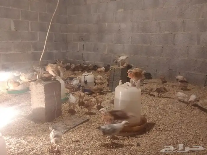 صوص بلدي عمر شهرين 2