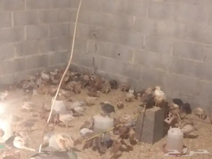 صوص بلدي عمر شهرين 3
